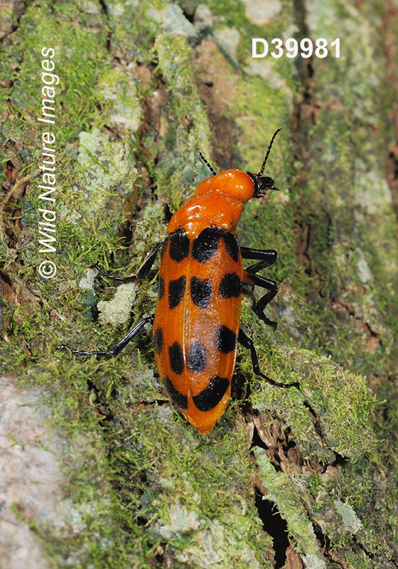 Cissites maculata, Meloidae